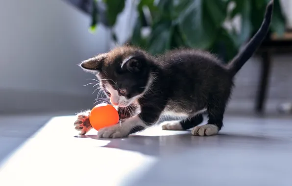 Кошка, котенок, черный, игра, мячик