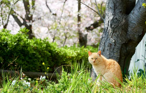 Картинка зелень, кошка, трава, кот, деревья, цветы, природа, весна