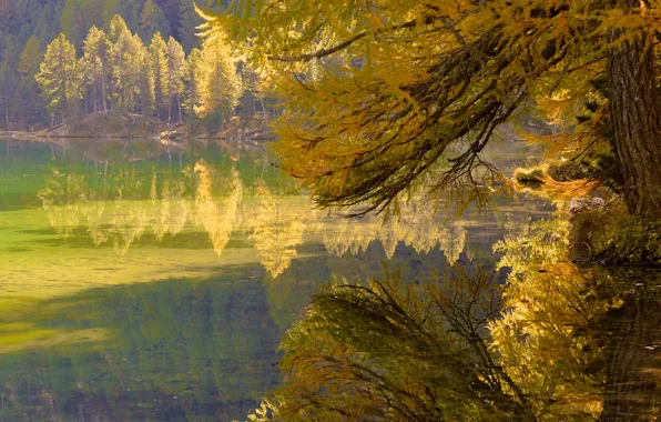 Картинка осень, лес, листья, деревья, озеро, ветка