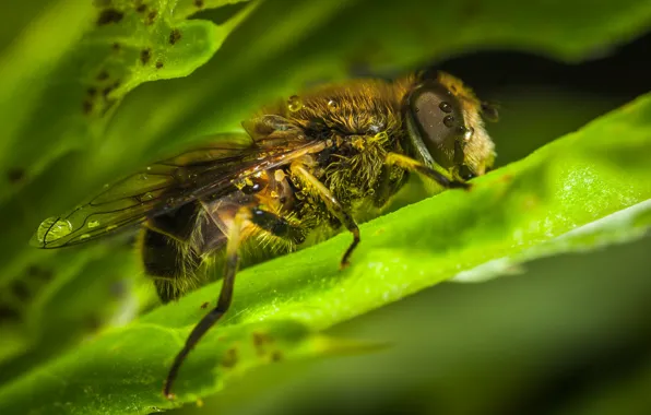 Макро, Муха, Крылья, Little, Насекомое, Macro, Fly, Insect