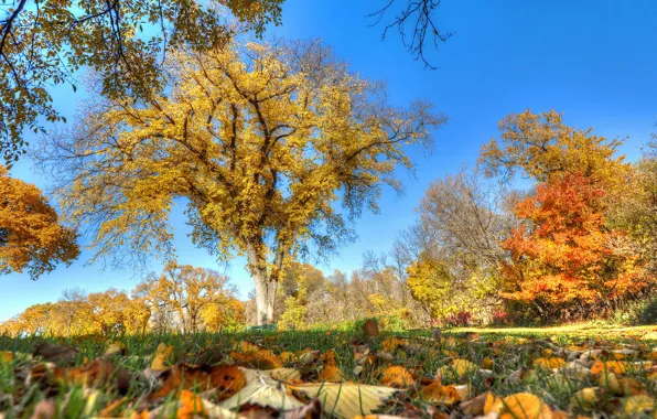 Картинка осень, небо, трава, листья, деревья