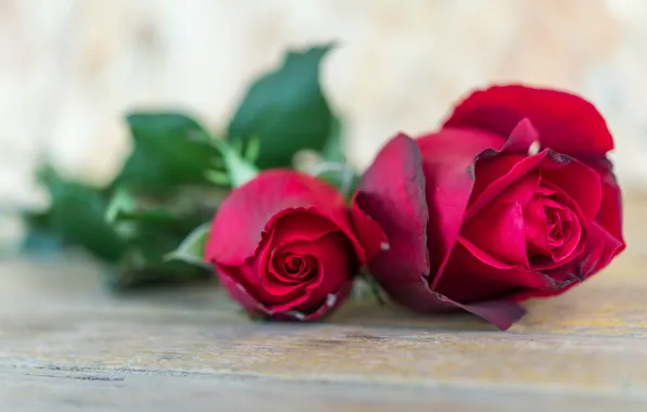 Цветы, розы, бутон, красные, red, красная роза, wood, flowers