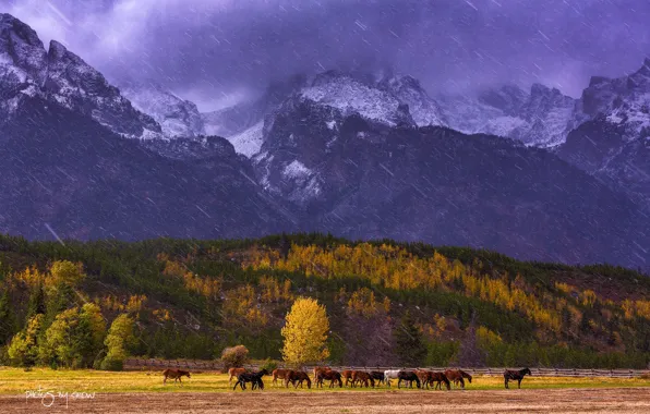 Осень, снег, деревья, горы, лошади, США, штат Вайоминг, национальный парк Гранд-Титон