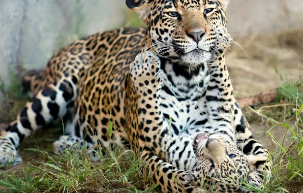 Картинка хищники, ягуар, котёнок, материнство, детёныш ягуара