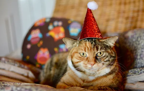 Кошка, кот, взгляд, поза, Рождество, Новый год, мордашка, новогодние украшения