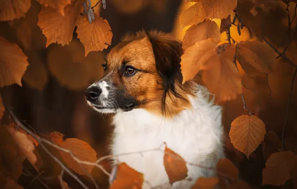 Картинка осень, морда, листья, ветки, собака
