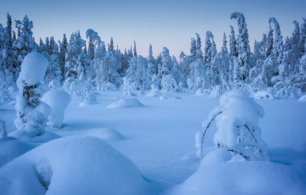 Картинка зима, лес, снег, деревья, сугробы, Россия, Карелия, Национальный парк Паанаярви