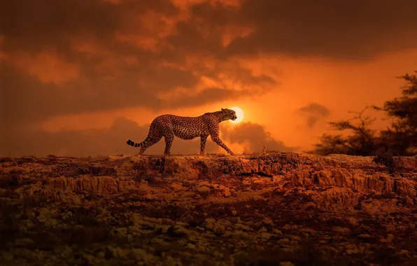 Картинка солнце, гепард, Африка, прогулка, большая кошка, Кения