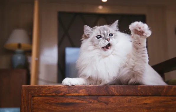 Кошка, кот, взгляд, поза, мордашка