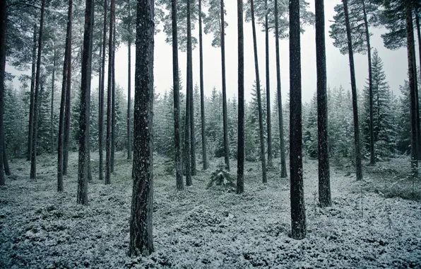 Картинка лес, снег, деревья, май