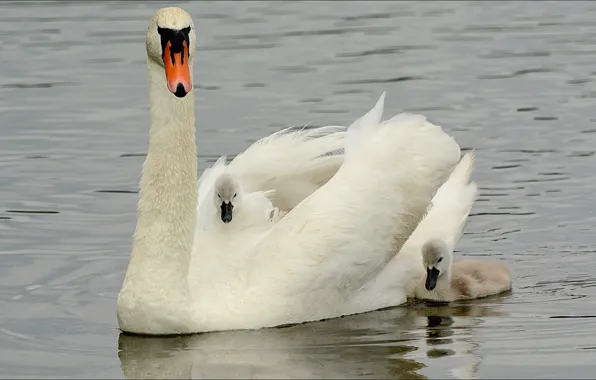 Nature, swan, animals, birds