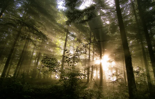 Картинка лес, лучи, свет, природа, утро