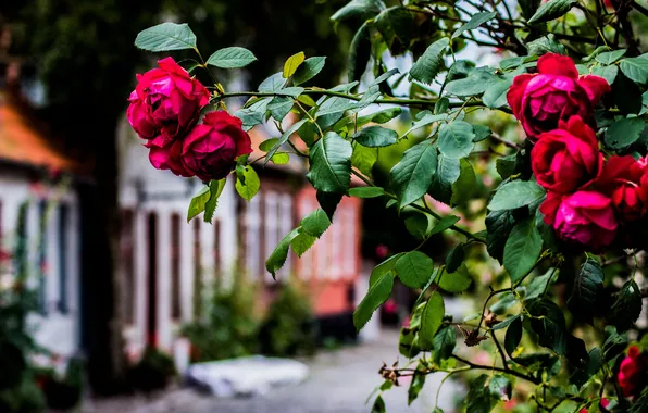 Картинка улица, куст, розы, красные