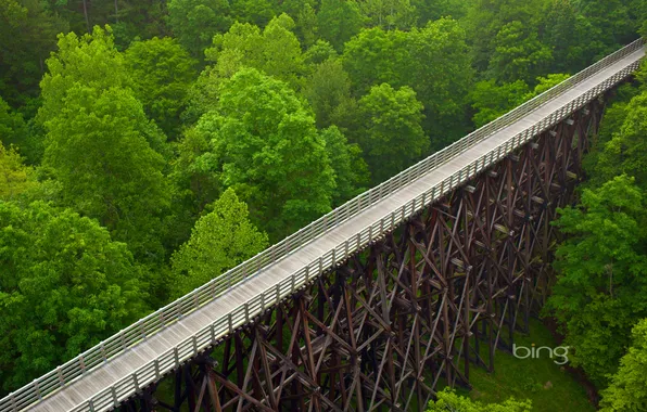 Картинка лес, деревья, мост, США, Virginia, Virginia Creeper Trail