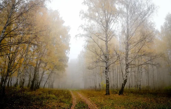 Картинка дорога, туман, берёзы