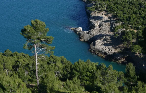 Картинка море, деревья, побережье, Скалы, Италия, Italy, сосна, Italia