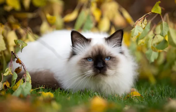 Осень, кошка, кот, природа, листва, размытие, голубые глаза, мордашка