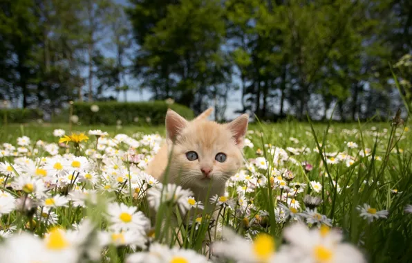 Картинка кошка, лето, ромашки