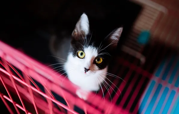 Кошка, кот, взгляд, фон, черно-белый, темный, портрет, решетка
