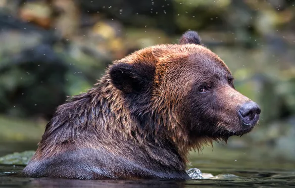 Взгляд, морда, фон, портрет, медведь, купание, водоем, дикая природа