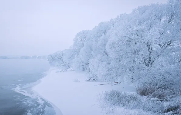 Снег, деревья, озеро, берег, Сергей Полетаев, Sergei Poletaev
