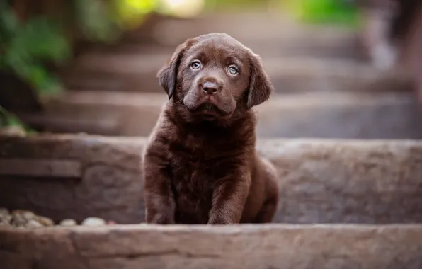 Картинка собака, малыш, лестница, щенок, ступени, сидит, коричневый, шоколадный