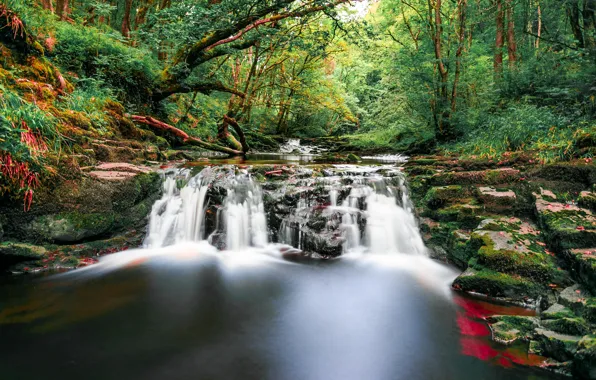 Лес, деревья, ручей, камни, водопад, мох, Великобритания, Wales