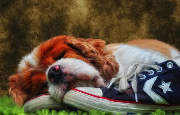 Картинка отдых, кеды, сон, собака, щенок, спящий