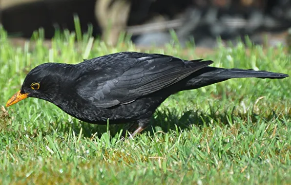 Картинка трава, птица, клюв, хвост, Чёрный дрозд