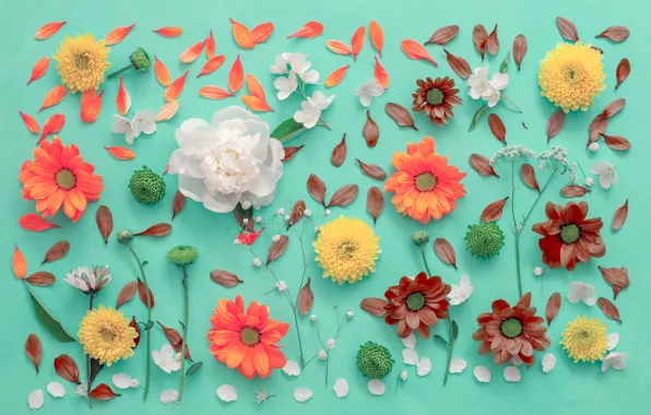 Картинка цветы, фон, лепестки, хризантемы