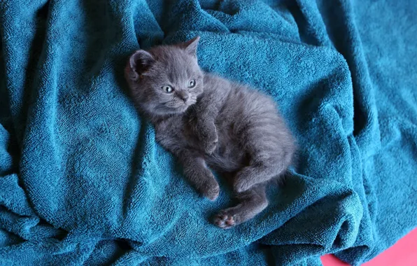 Кошка, поза, котенок, серый, голубое, малыш, лежит, котёнок