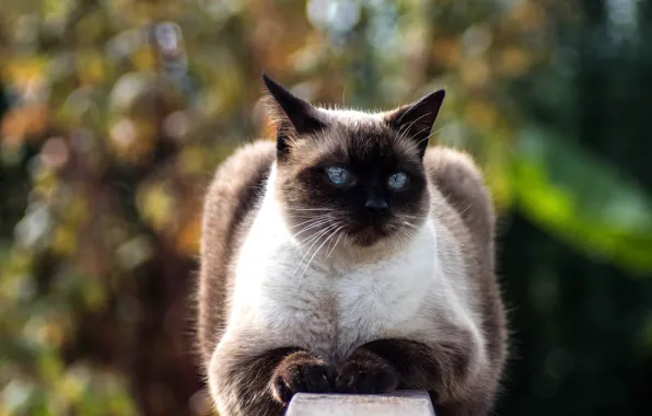 Кошка, кот, взгляд, свет, скамейка, природа, поза, лежит