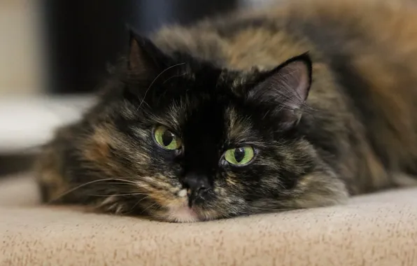 Кошка, кот, взгляд, мордочка