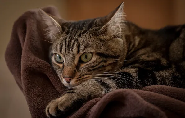 Кошка, кот, киса, коте