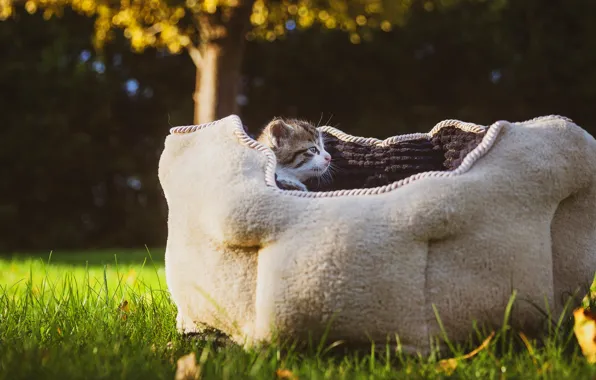 Лето, природа, котенок, поляна, малыш, домик, котёнок, диванчик