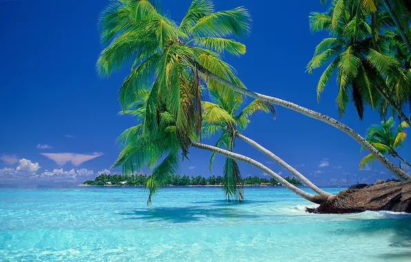 Картинка море, пляж, пальмы, отдых, мальдивы, курорт