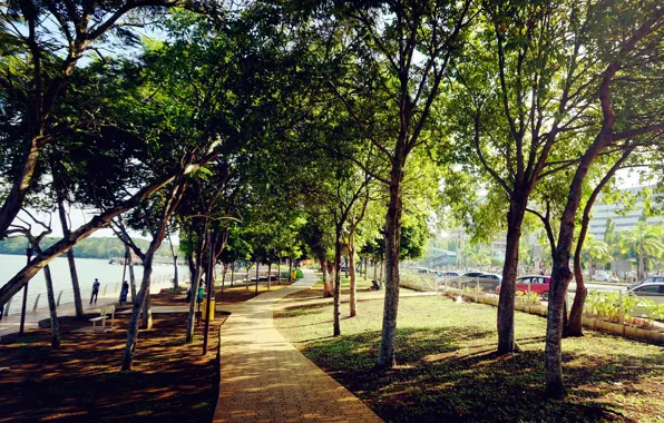 Green, trees, nature, park, leaves, evening, walk, nice