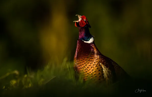 Природа, птица, фазан, Phasianus colchicus