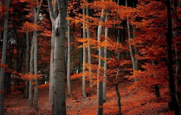 Картинка осень, лес, листья, деревья, ветки, природа, оранжевые