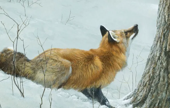 Картинка зима, лес, снег, арт, лиса, Robert Bateman