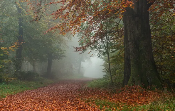 Дорога, осень, лес, листья, деревья, Англия, England, Wiltshire