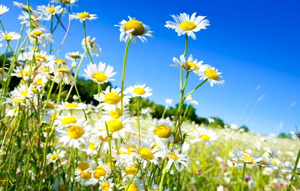 Картинка поле, небо, солнце, цветы, ромашки, весна, spring