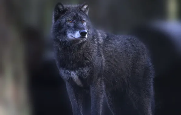 Animals, mammal, black wolf, animals in the wild, one animal, animal wildlife