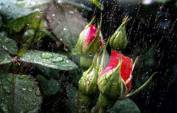 Листья, цветы, природа, дождь, обои, заставка, розовые бутоны, дождь за моим окном