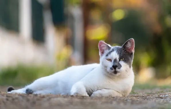 Кошка, кот, взгляд, поза, дом, лежит, мордашка, боке