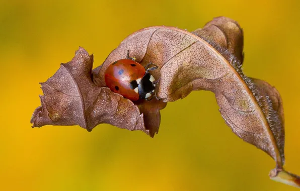 Autumn, leaf, ladybug, ladybird