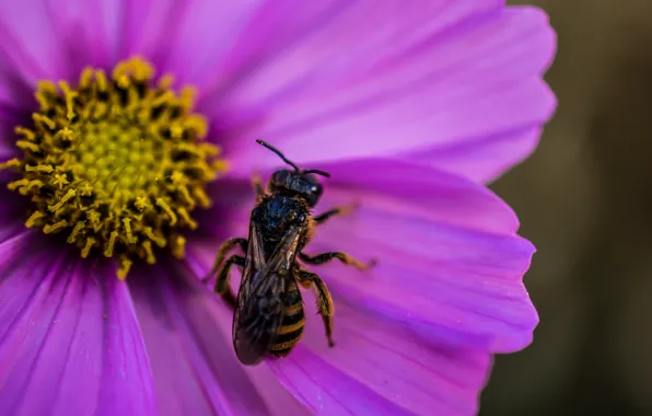 Картинка цветок, макро, flower, macro, wasp, Оса