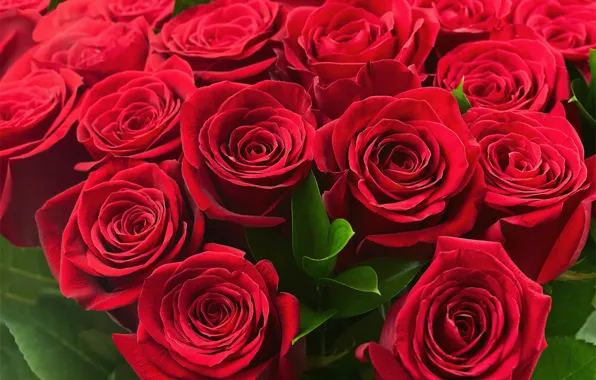 Яркие, розы, colorful, красные, red, 8 марта, beautiful, lovely