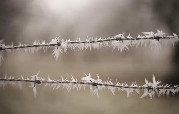 Иней, забор, проволока