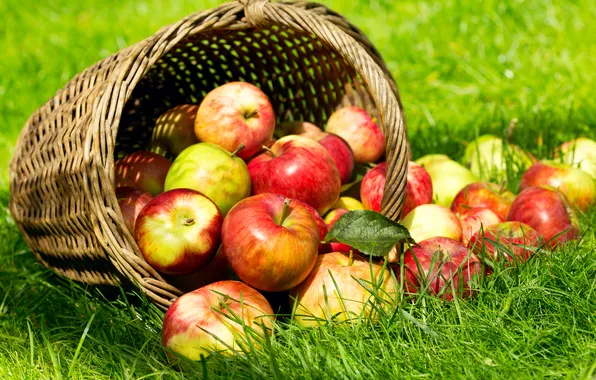 Summer, fruits, apples